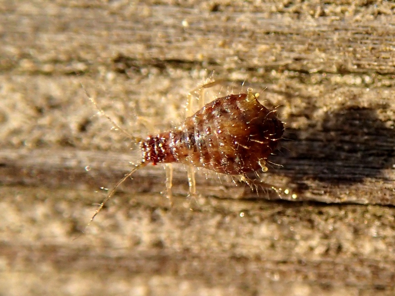 Altro Afide rosso - Chaitophorus sp.